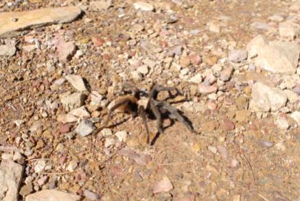 This is an honest to God tarantula, and it is huge