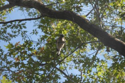 Mexican Jay overhead, checking out the intruders