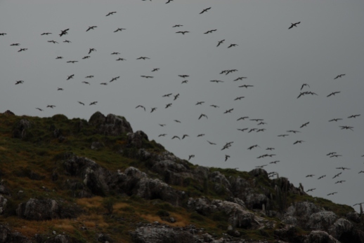 Boobys, tons of them, startled into flight as we round the corner.