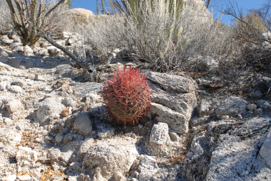 Baby barrel cactus bares its unnerving defense mechanism.