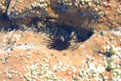 Urchins, by the hundreds, hiding in the rocks.