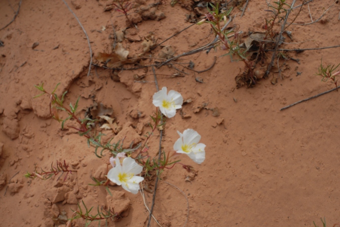 Flowers in the desert.