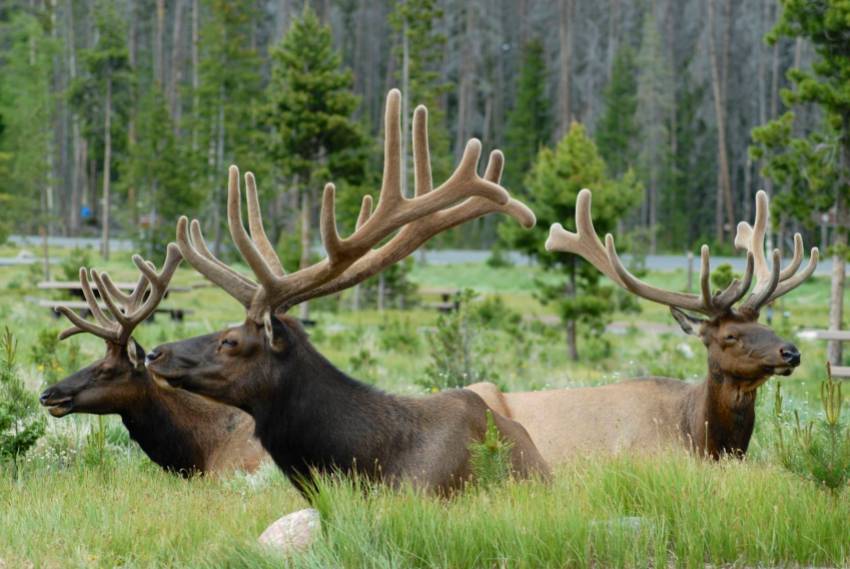 Basically, we spent a week camping next to these guys. They kept their distance, generally, and I suspect they could smell the elk sausage still on my breath from Dennis' wedding.