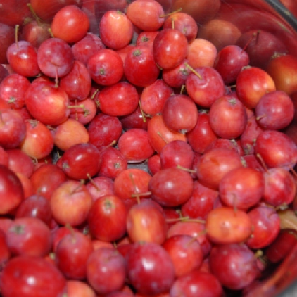 Oh and also wild crabapples.