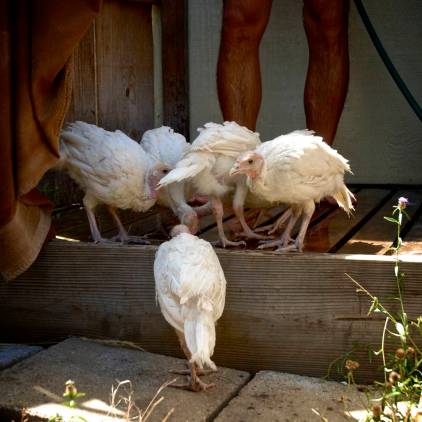 Six chicks, and me, naked, showering together.